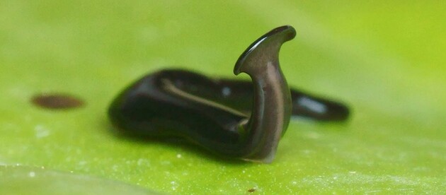 Плоского хробака назвали на честь COVID-19