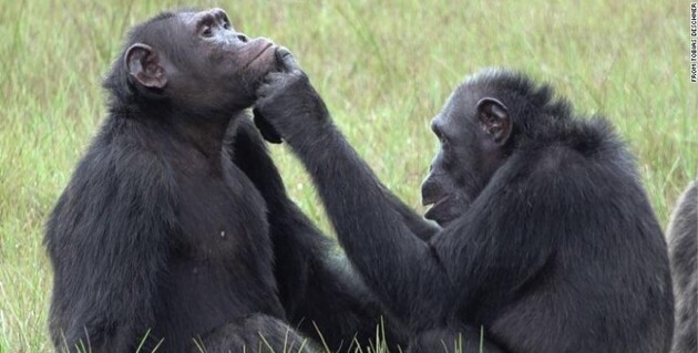 Шимпанзе лікують один одного за допомогою комах