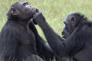 Шимпанзе «лечат» раны друг друга с помощью жуков