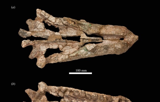 Ученые нашли «недостающее звено» эволюции крокодилов
