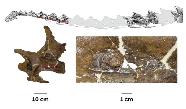 Вчені знайшли найдавнішого динозавра з застудою
