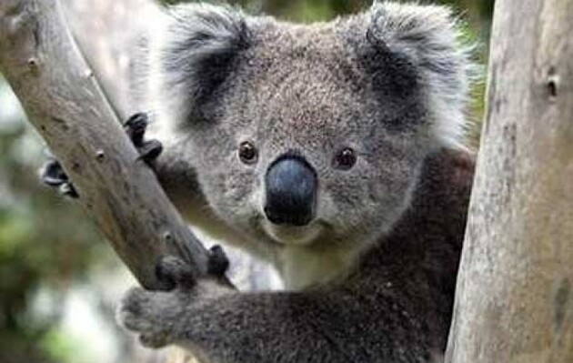 Коал внесли до списку видів, які знаходяться під загрозою зникнення
