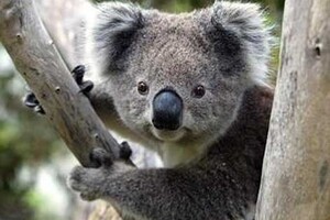 Австралія включила коал до списку видів, що знаходяться під загрозою зникнення