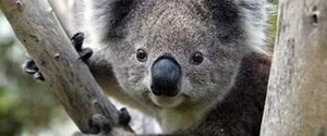 Австралия включила коал в список видов, находящихся под угрозой исчезновения