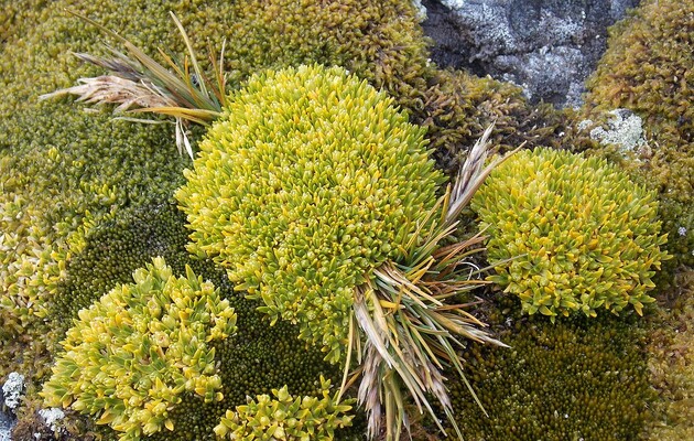 Перлинниця антарктична збільшиоа свій ареал в Антарктиді