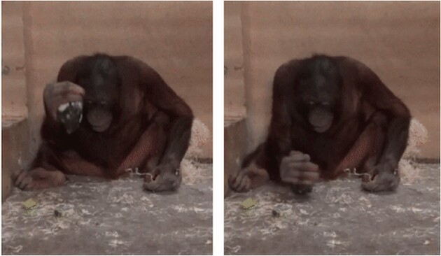 Орангутани інстинктивно використовують молотки та гостре каміння як знаряддя праці – вчені