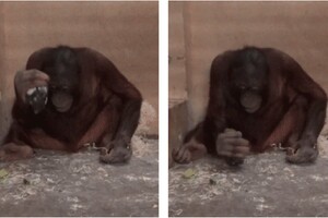 Орангутани інстинктивно використовують молотки та гостре каміння як знаряддя праці – вчені