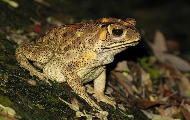 Инвазивные жабы на Мадагаскаре стали причиной смерти местных змей