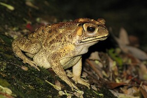 Інвазивні жаби на Мадагаскарі стали причиною смерті місцевих змій