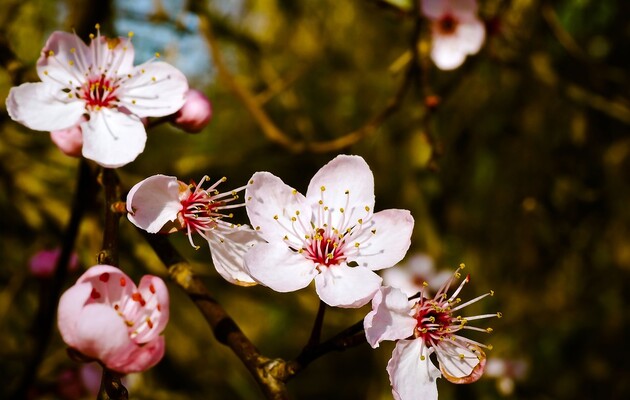 Из-за глобального потепления весна в Северном полушарии наступает раньше