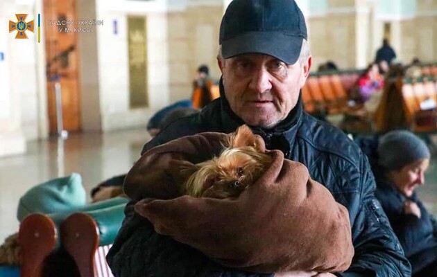 «Я не могу уехать, у меня кот»: как война изменила жизнь домашних животных и их хозяев