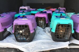 Волонтеры вывезли в Польшу 70 котов из киевского приюта