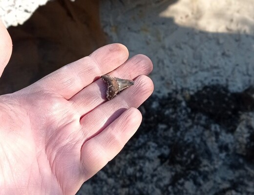 У Києві знайшли зуб давньої акули