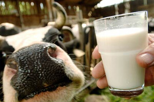 В мире нарастает молочный кризис из-за войны в Украине - Financial Times