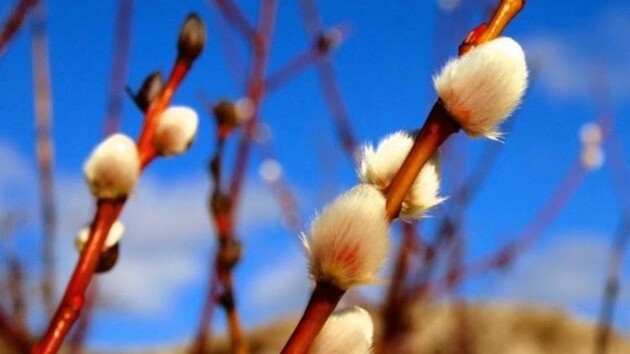 Символом свята є верба