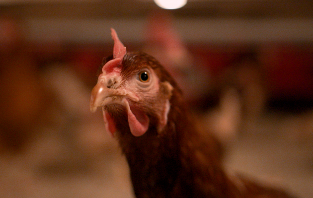 Хворий хворий контактував з курями та воронами