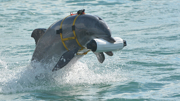 Боевые дельфины - Россия дрессирует морских млекопитающих на военной базе в Черном море