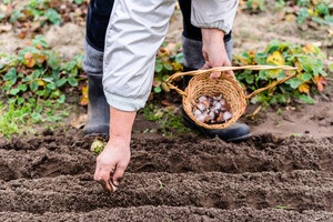 Две третьих украинцев в этом году планируют засадить огород - опрос