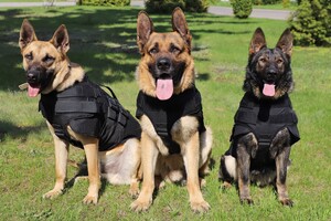 Українські собаки-прикордонники отримали бронежилети з США - фото