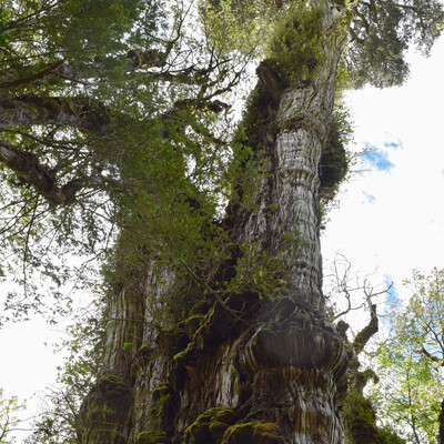 Самое старое дерево на Земле растет в Чили