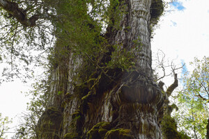 Самое старое дерево на Земле растет в Чили