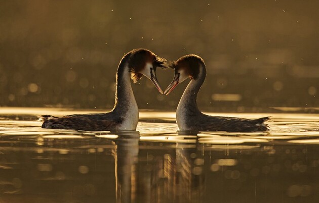 Еволюція йде набагато швидшими темпами, ніж вважалося