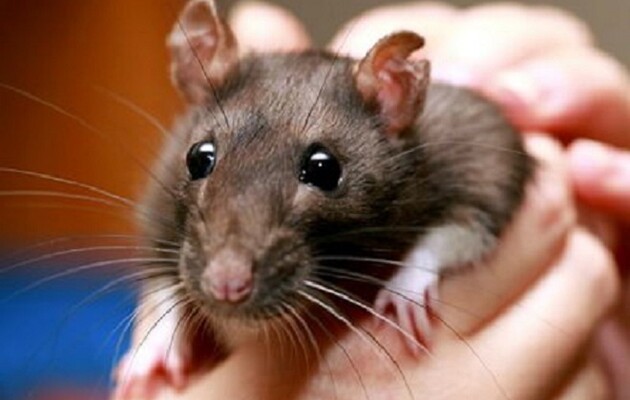 Ученые создали отряд крыс-спасателей для помощи жертвам землетрясений