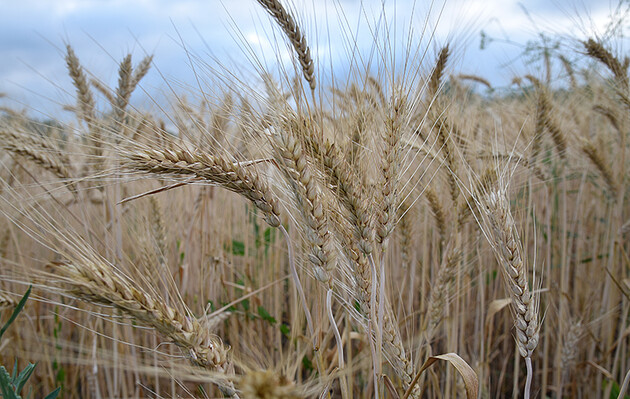 Зеленский: «Некоторые страны были готовы купить украденное украинское зерно, но испугались санкций»
