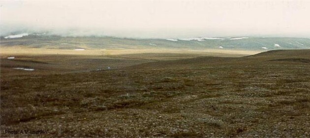 Сибирская тундра может исчезнуть из-за глобального потепления