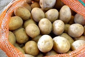 ФАО роздає українським сім'ям насіннєву картоплю