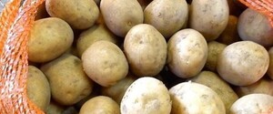 ФАО раздает украинским семьям семенной картофель