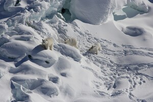 Вчені знайшли у Гренландії «таємну» популяцію білих ведмедів