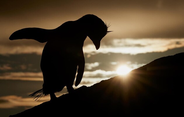 Сотні найменших пінгвінів у світі загадковим чином загинули: що стало спричиною