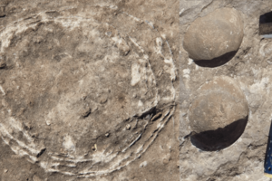 Палеонтологи знайшли яйце динозавра всередині іншого яйця