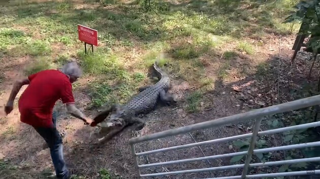 В Австралії чоловік прогнав крокодила за допомогою сковорідки: відео