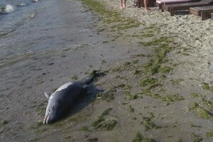 Через війну РФ проти України в Чорному морі загинули вже як мінімум 3 тисячі дельфінів