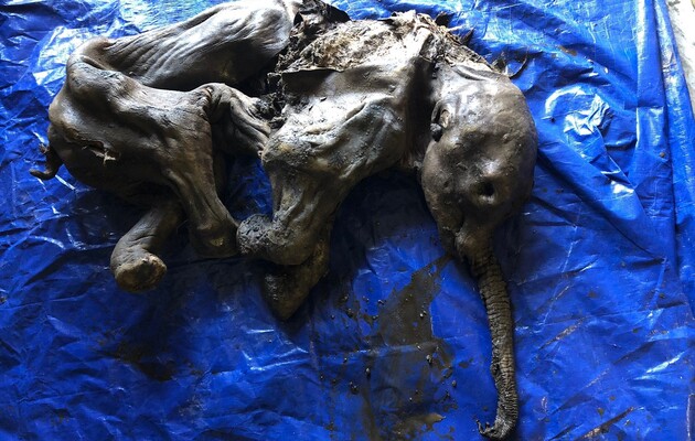 Мамонтеня загинуло близько 30 тисяч років тому