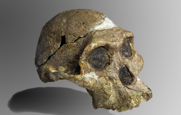 Скам'янілості з «Колиски людства» можуть бути набагато старшими, ніж вважалося