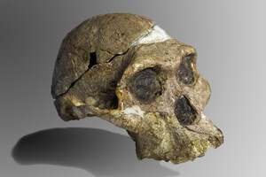 Скам'янілості з «Колиски людства» можуть бути набагато старшими, ніж вважалося