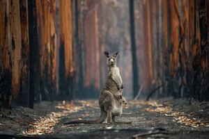 Гігантський викопний кенгуру виявився не пов'язаним з сучасними австралійськими тваринами
