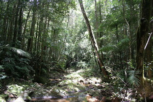 Вирубка лісів Амазонки у Бразилії сягнула рекордного рівня у першій половині 2022 року