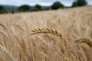 Украина хочет гарантий безопасности по экспорту зерна — Зеленский