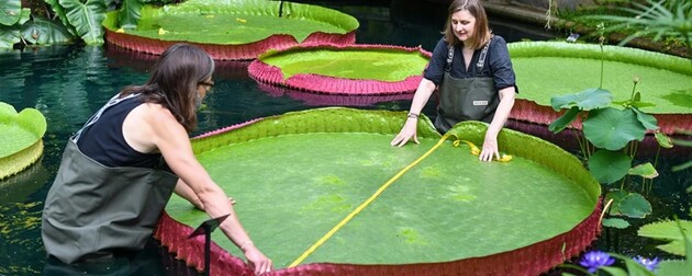 Ученые обнаружили новый вид гигантской водяной лилии