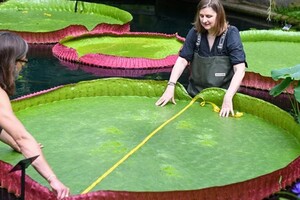 Ученые обнаружили новый вид гигантской водяной лилии