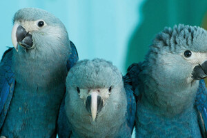 Вчені повернули в дику природу «вимерлих» птахів