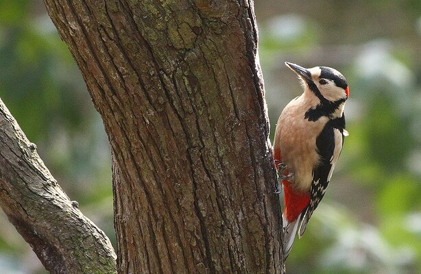 Вчені розповіли, чому мозок дятлів не страждає