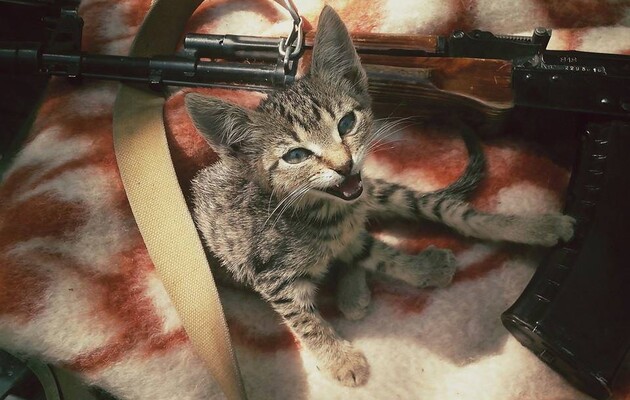 Кияни забирали врятованих від війни тварин