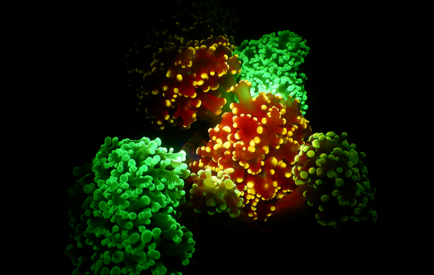 Ученые считают, что светящиеся кораллы привлекают так добычу