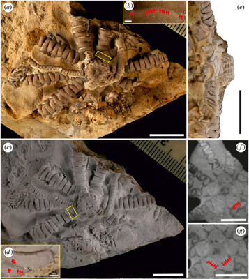 Ископаемую морскую лилию назвали в честь Зеленского