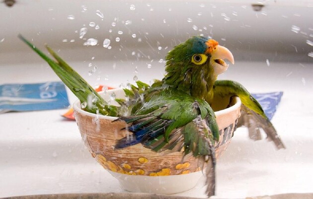 Жара будет становиться все более интенсивной до 2060 года